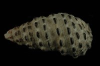 藏品(白葚蟹守螺)的圖片